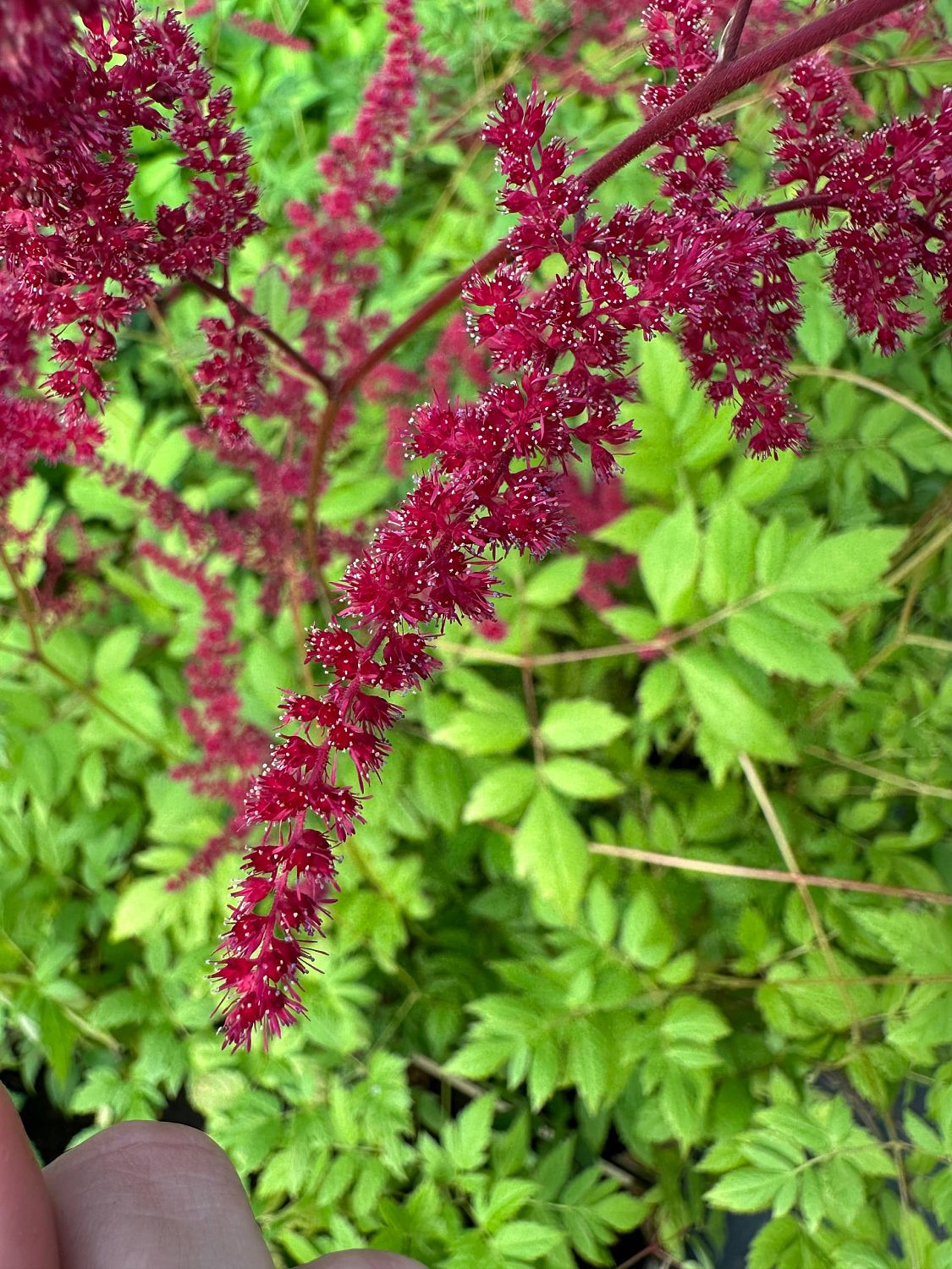 Астильба Арендса Глют Астильба Арендса Глют фото