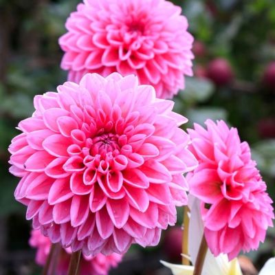 Георгина Сандра Георгина Сандра - Dolina-Sad.Ru