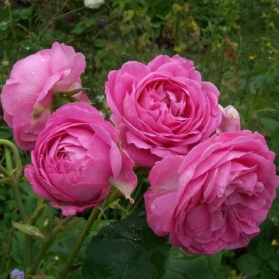 Роза Луис Одьер Роза Луис Одьер - Dolina-Sad.Ru