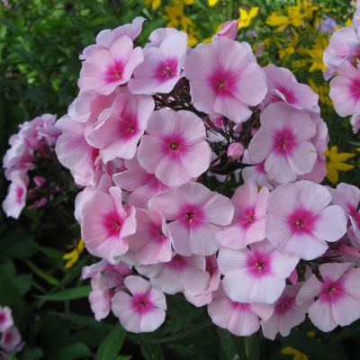 Флокс метельчатый Брайт Айс , x Флокс метельчатый Брайт Айс , x фото