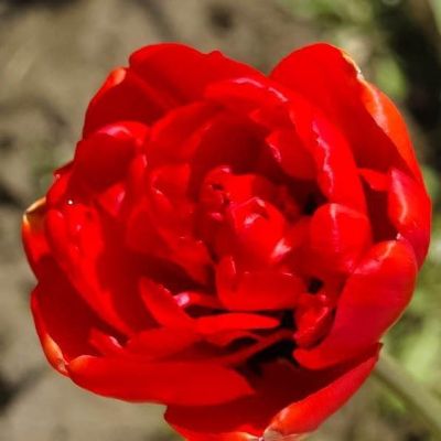 Тюльпан Миранда Тюльпан Миранда фото