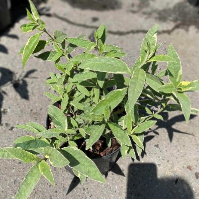 Буддлея Давида Арлекин Буддлея Давида Арлекин - Dolina-Sad.Ru