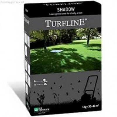 Газонная трава Шадоу фото