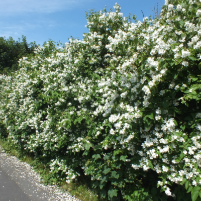 Бирючина круглолистная Массиф Бирючина круглолистная Массиф фото