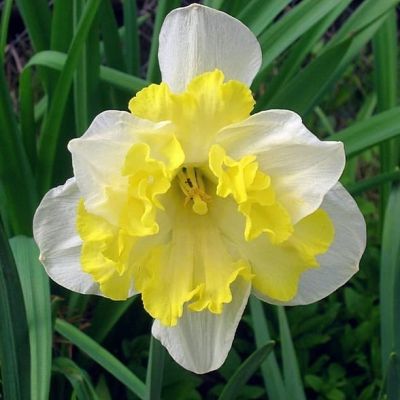 Нарцисс Принтал Нарцисс Принтал фото