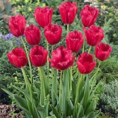 Тюльпан Бургунди Лейс Тюльпан Бургунди Лейс - Dolina-Sad.Ru