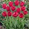 Тюльпан Бургунди Лейс Тюльпан Бургунди Лейс - Dolina-Sad.Ru