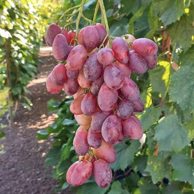 Виноград Ася - Dolina-Sad.Ru