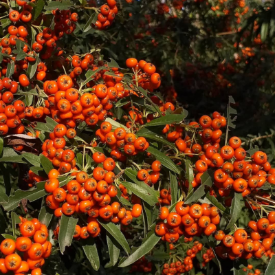 Пираканта Файелайт Пираканта Файелайт фото