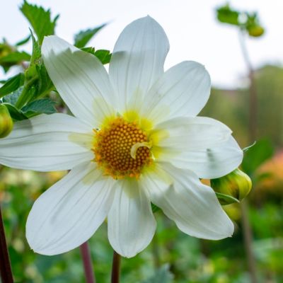 Георгина Снизи Георгина Снизи - Dolina-Sad.Ru