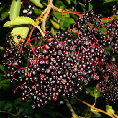 Бузина Черная триумф Бузина Черная триумф фото