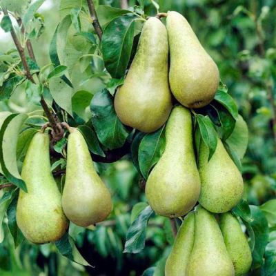 Груша Конференция/Осенняя Груша Конференция/Осенняя фото