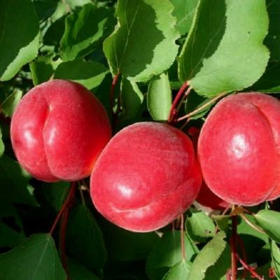 Абрикос Цунами Абрикос Цунами - Dolina-Sad.Ru