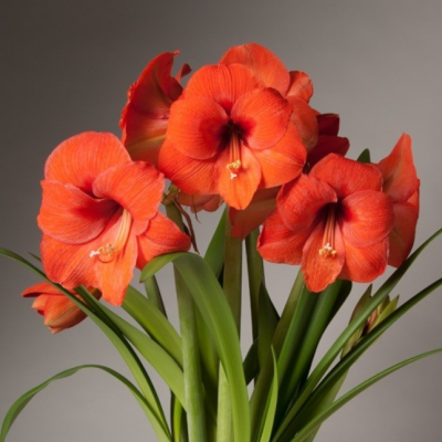 Амариллис Оранж Соверен фото