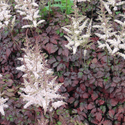 Астильба Колор Флэш Астильба Колор Флэш фото