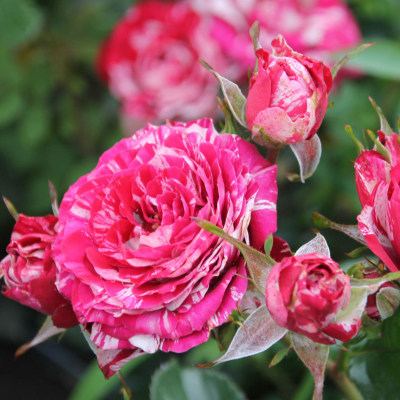 Роза Штамбовая Пинк Флеш Роза Штамбовая Пинк Флеш - Dolina-Sad.Ru