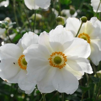 Анемона Онорин Джоберт Анемона Онорин Джоберт - Dolina-Sad.Ru