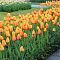 Тюльпан Блашинг Апельдорн Тюльпан Блашинг Апельдорн фото