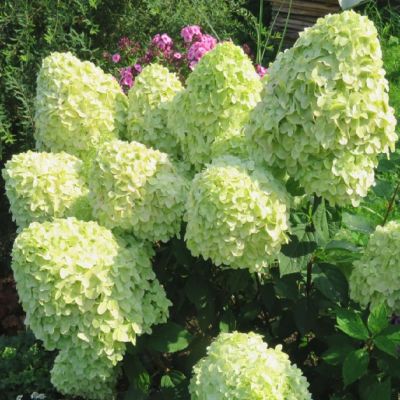 Гортензия метельчатая Селекшн, С1 Гортензия метельчатая Селекшн, С1 - Dolina-Sad.Ru