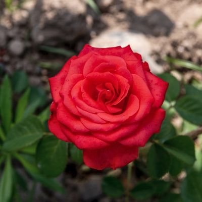 Роза Стар 2000 Роза Стар 2000 - Dolina-Sad.Ru