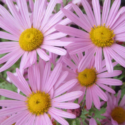 Хризантема Клара Куртис Хризантема Клара Куртис фото