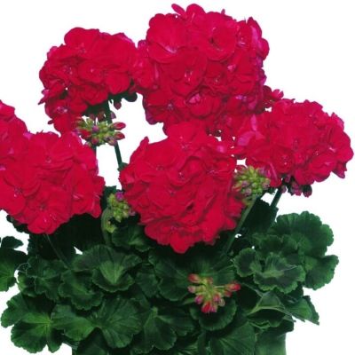 Пеларгония зональная Класик Диаболо - Dolina-Sad.Ru