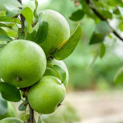 Яблоня зимнее Лимонное/Зимняя Яблоня зимнее Лимонное/Зимняя фото