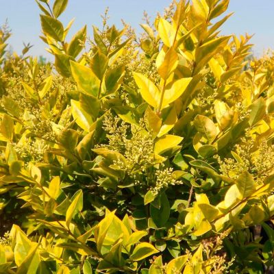 Бирючина Викарий Бирючина Викарий - Dolina-Sad.Ru