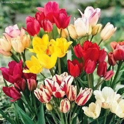 Тюльпан Клаб Микс Тюльпан Клаб Микс фото