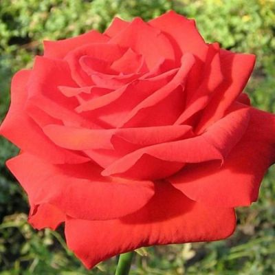 Роза Серенада - Dolina-Sad.Ru