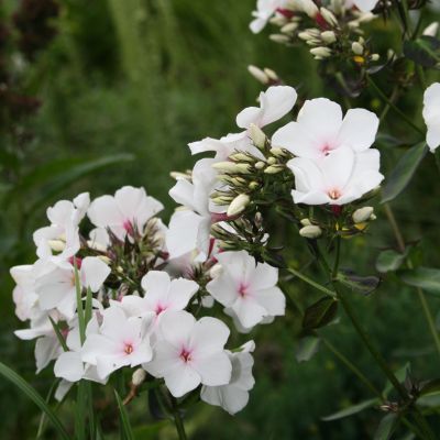 Флокс метельчатый Попай - Dolina-Sad.Ru