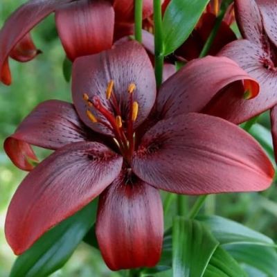 Лилия Ройал кисс Лилия Ройал кисс фото