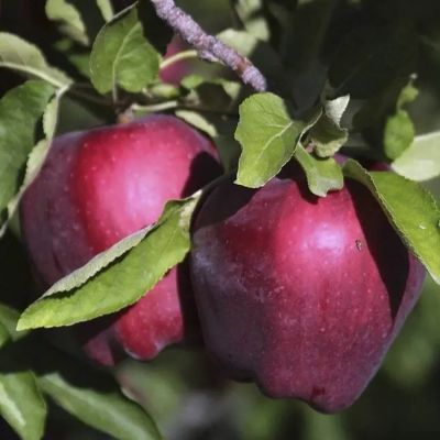 Яблоня Ред Делишс - Dolina-Sad.Ru