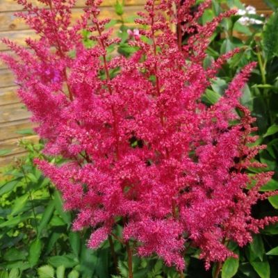 Астильба Арендса Фрейя Астильба Арендса Фрейя - Dolina-Sad.Ru