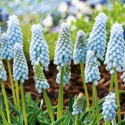 Мускари Бейбиз Бреф Мускари Бейбиз Бреф фото