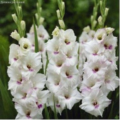 Гладиолус Клауди Гладиолус Клауди фото