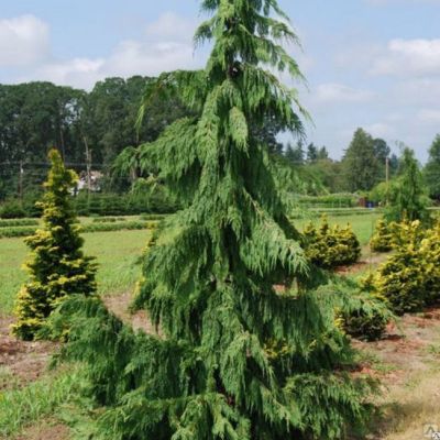 Кипарисовик Нутканский Пендула Кипарисовик Нутканский Пендула фото