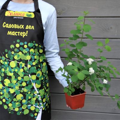 Спирея березолистная Исланд Спирея березолистная Исланд фото