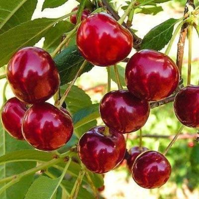 Черешня Сюбаровская Черешня Сюбаровская фото