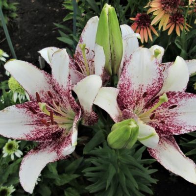 Лилия Изи Спот Лилия Изи Спот - Dolina-Sad.Ru