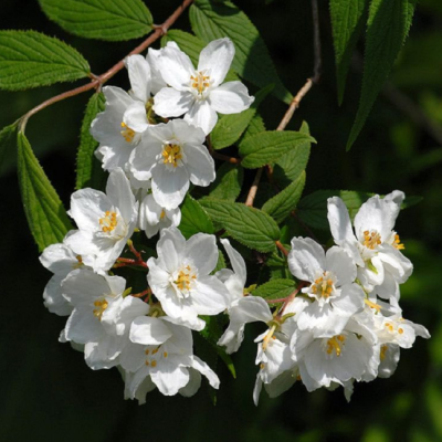 Дейция городчатая Диппон фото