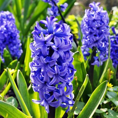 Гиацинт Мария Гиацинт Мария фото