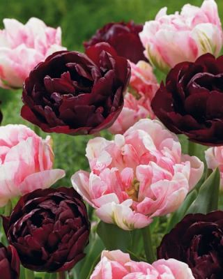 Набор 25 тюльпанов махровых Набор 25 тюльпанов махровых фото