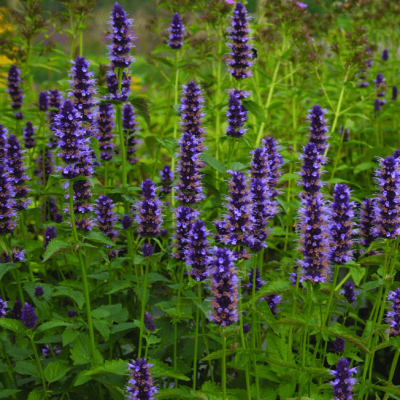 Агастахе Блэк Аддер , С1,5 Агастахе Блэк Аддер , С1,5 фото