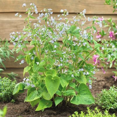 Бруннера крупнолистная Старри Айс Бруннера крупнолистная Старри Айс - Dolina-Sad.Ru