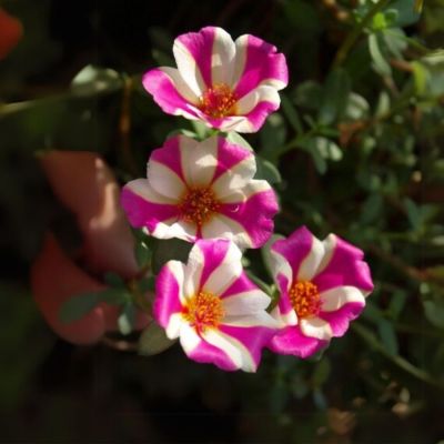 Портулак Капкейк Пурпл - Dolina-Sad.Ru