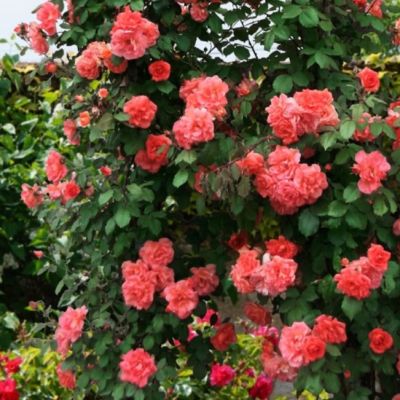 Роза Алибаба Роза Алибаба - Dolina-Sad.Ru