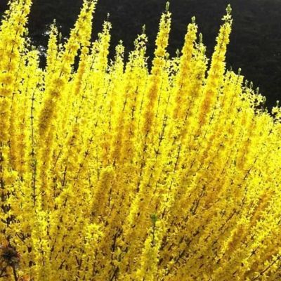 Форзиция промежуточная Курталин Форзиция промежуточная Курталин - Dolina-Sad.Ru