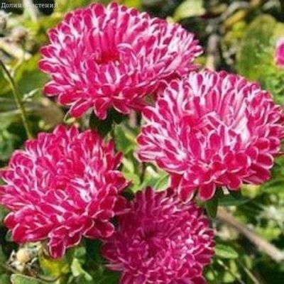 Астра Риббон красная пионовидная Астра Риббон красная пионовидная фото