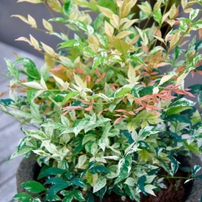 Нандина домашняя Твайлайт Нандина домашняя Твайлайт - Dolina-Sad.Ru